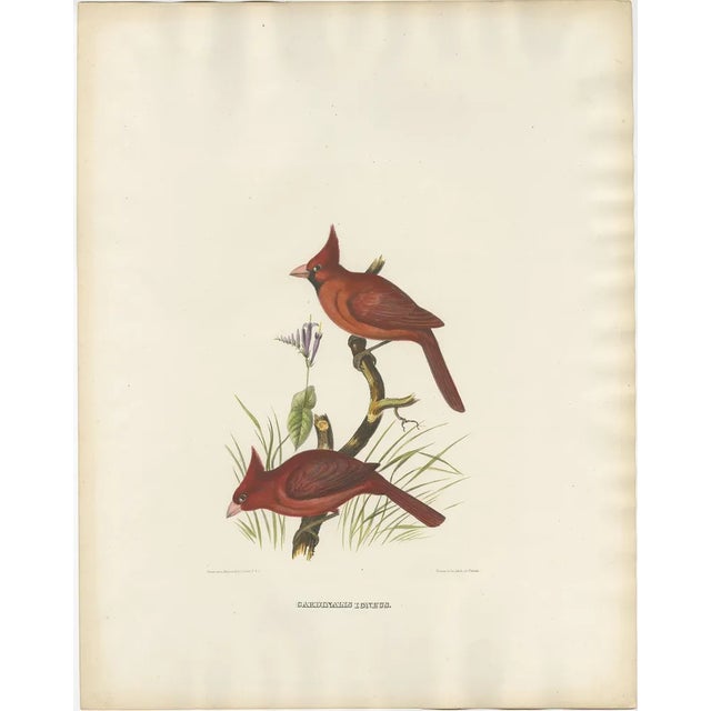 Large Hand-Colored Northern Cardinals from Northern America, 1869, Print For Sale