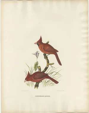 Large Hand-Colored Northern Cardinals from Northern America, 1869, Print