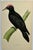 Antique Hand Tinted Bird Print From England Featuring a Majestic Black Woodpecker - Circa 1880. Print measures 4 5/8” W x...