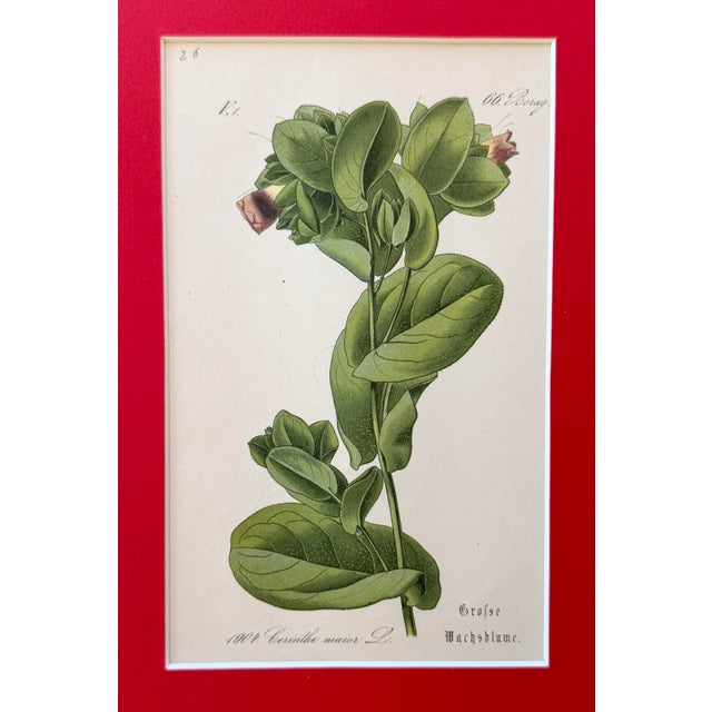 Set of 5 - 19th Century German Botanical Engravings of Grasses For Sale - Image 4 of 6