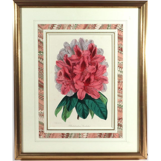 Antique Botanical Prints by Sir Joseph Paxton From the Magazine of Botany For Sale In Philadelphia - Image 6 of 17