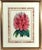 Antique Botanical Prints by Sir Joseph Paxton From the Magazine of Botany For Sale In Philadelphia - Image 6 of 17