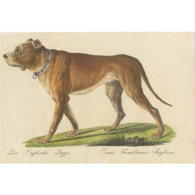 Karl Joseph Brodtmann, Mastiff Dog, 1816, Lithograph For Sale - Image 9 of 9