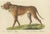 Karl Joseph Brodtmann, Mastiff Dog, 1816, Lithograph For Sale - Image 9 of 9