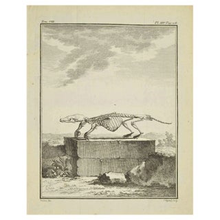 Louis Legrand, Skeleton, Etching, 1771 For Sale