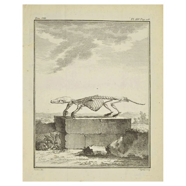 Louis Legrand, Skeleton, Etching, 1771 For Sale