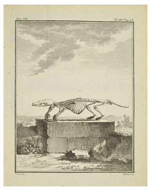 Louis Legrand, Skeleton, Etching, 1771