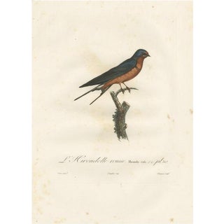 Louis Jean Pierre Vieillot, Red-Breasted Swallow Illustration, Original Handcolored Print For Sale