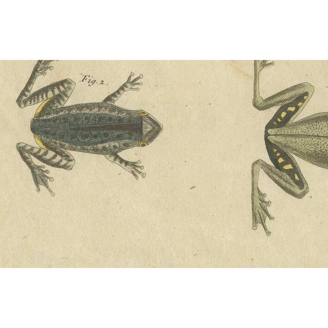19th Century Bertuch, Five Frogs Including a Striped Frog, 1815, Print For Sale - Image 5 of 12