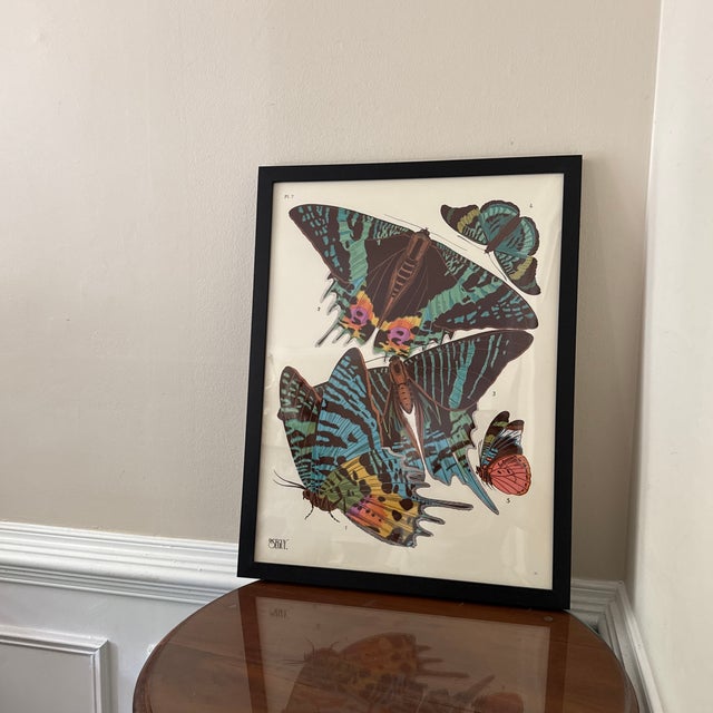 Vintage Insects Giclee Print After Emile-Allain Seguy ~Framed For Sale - Image 4 of 10