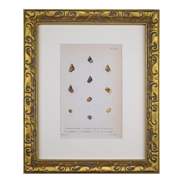 19th Century Antique Hand Colored English Shell Print by John Jeffreys 1869 For Sale