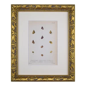 19th Century Antique Hand Colored English Shell Print by John Jeffreys 1869