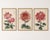 Not Yet Made - Made To Order Red Chrysanthemum Triptych, Vintage Japanese Botanical Art Prints (Set of 3), 16" X 24" For Sale - Image 5 of 8