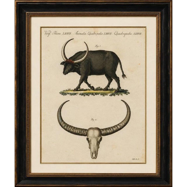 Title: antique wild buffalo & long horns engraving – bertuch, c. 1810 original antique hand-colored copper engraving...