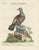Title: Antique Hand-Colored Pigeon Engraving – George Edwards / Seligmann ca. 1770 : This finely hand-colored bird...