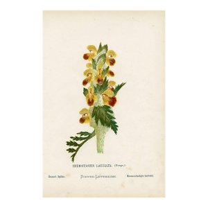 Antique Botanical Print, Desert Spike, 1870s, Holy Land Wildflowers, Original Lithograph, England