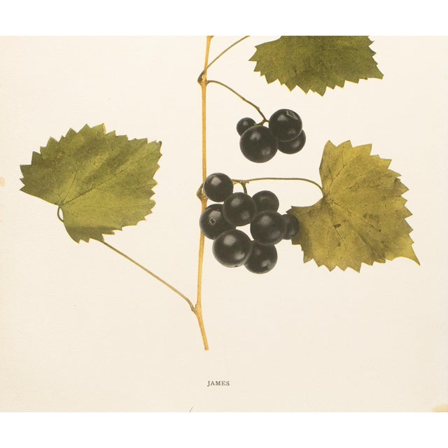 1900s U. P. Hedrick, Original Antique Photogravure of James Grapes For Sale - Image 4 of 7