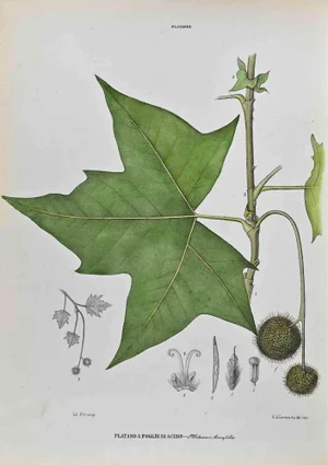 Vincenzo Tenore, The Plantaceae, Lithograph, 1870s