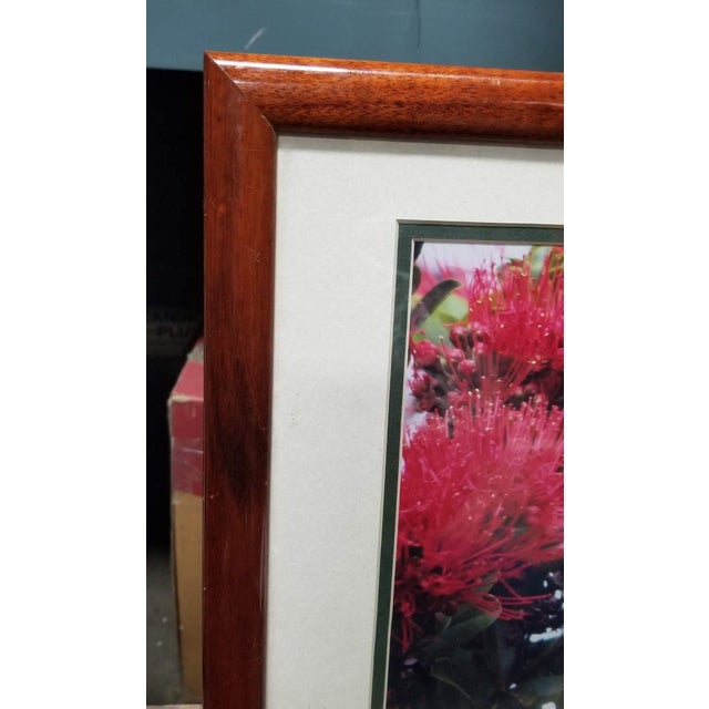 Framed Original Photography Print Yellow Bird in Hawaiian Blossoms For Sale - Image 4 of 7