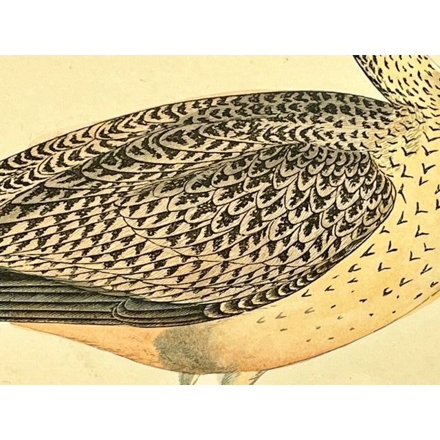 Late 19th Century Antique Bird Print From England Showcasing a Esquimaux Curlew - Circa 1880 For Sale - Image 5 of 11