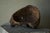 African Bena Lulua Mask, Kasai, DR Congo, 1940s For Sale - Image 11 of 12