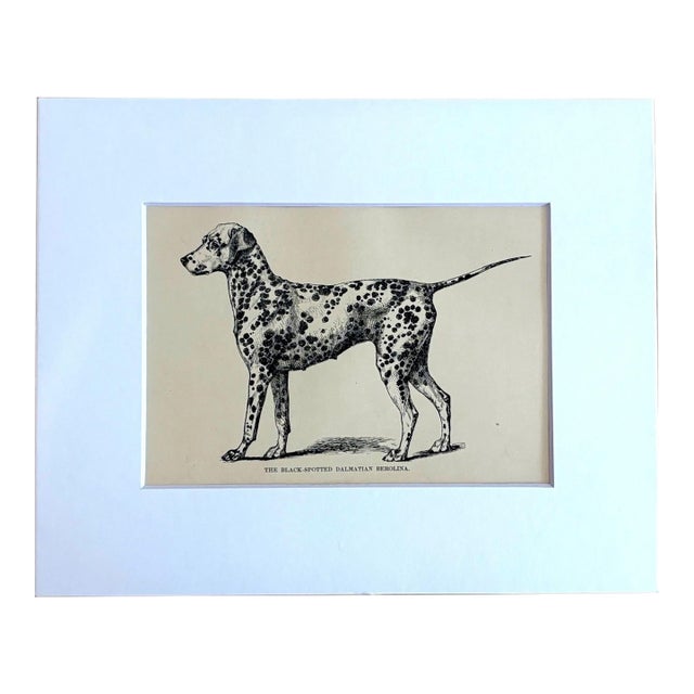 Antique 1890s Dog Print in 8 x 10 Mat: "The Black Spotted Dalmatian Berolina" For Sale