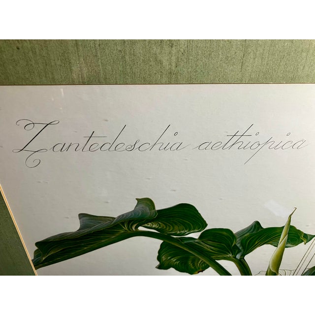 1970s Vintage Framed Botanical Lithographic Print of Zantedeschia Aethiopica (Calla Lily) by Thalia Lincoln. For Sale - Image 5 of 18