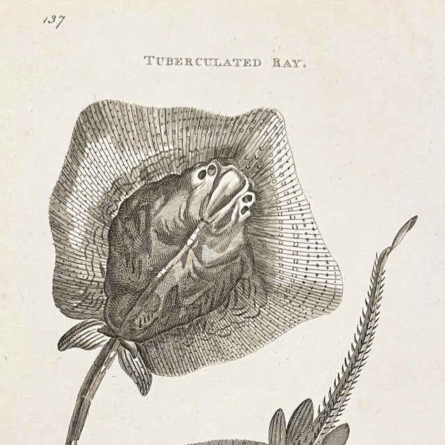 1804 Stingray Engraving | George Shaw Antique Nautical Print For Sale - Image 4 of 5