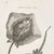 1804 Stingray Engraving | George Shaw Antique Nautical Print For Sale - Image 4 of 5