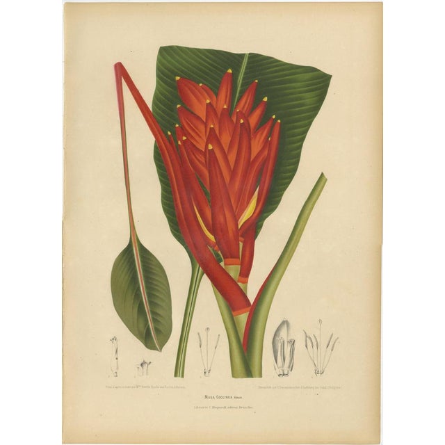 Sheep van Nooten, Red Heliconia Botanical, 1880, Chromolithograph For Sale - Image 9 of 9