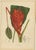 Sheep van Nooten, Red Heliconia Botanical, 1880, Chromolithograph For Sale - Image 9 of 9
