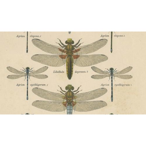 Green Dragonfly Lithographs from Die Geradflügel Mitteleuropas, 1908, Set of 3 For Sale - Image 8 of 13