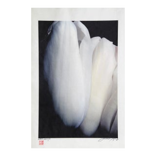 Tulip, Jonathan Singer, Photography For Sale