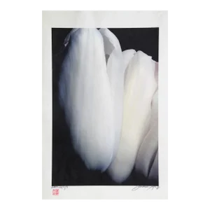 Tulip, Jonathan Singer, Photography