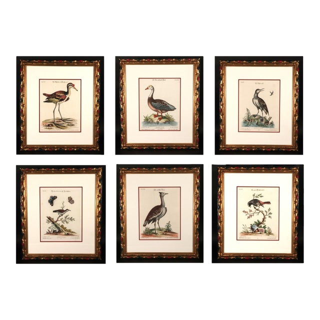 Johann Seligmann Set of Six Engravings of Water Birds For Sale