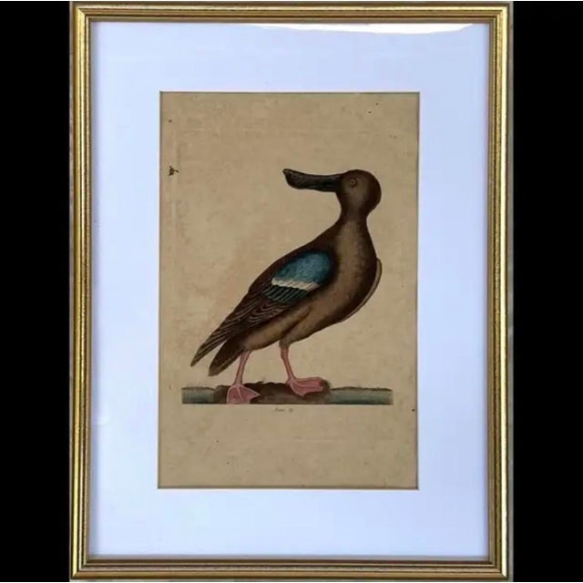 18th Century Framed Engravings by Mark Catesby, Set of Two Birds For Sale - Image 4 of 8