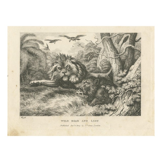 Samuel Howitt, Original Illustration of a Wild Boar and a Lion, 1811, Print For Sale