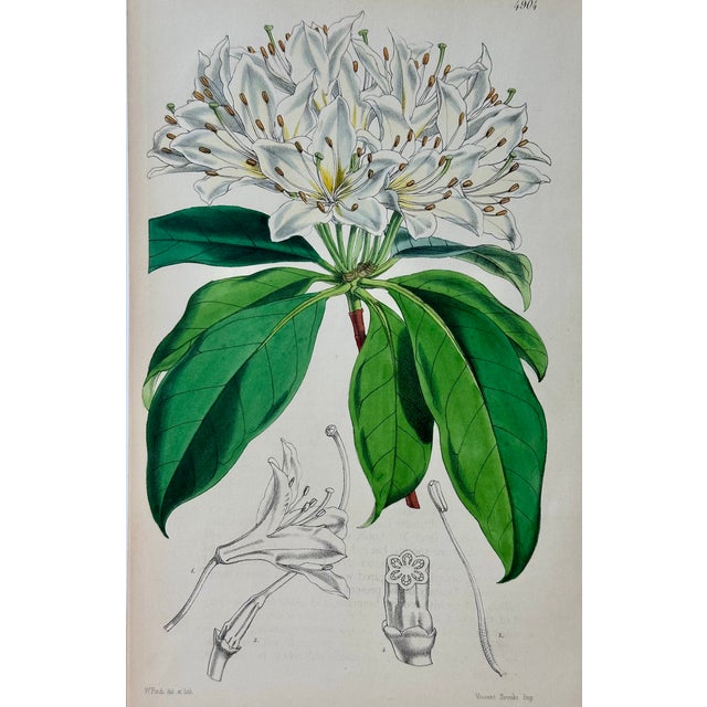 Original Botanical Engravings by William Curtis, 1816 (Set of 4) For Sale - Image 6 of 6