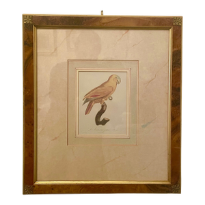 French Jacques Barraband (1768-1809) Parrot Print in Wood Frame