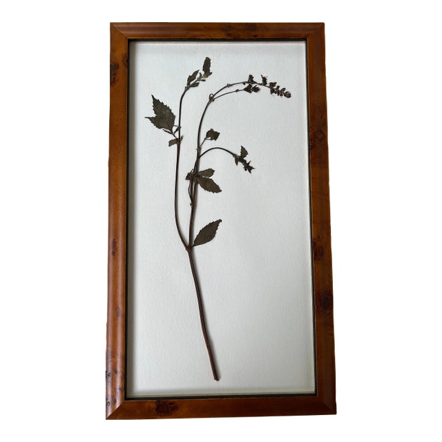 Pressed Flower Herbarium Framed in Burl Wood For Sale