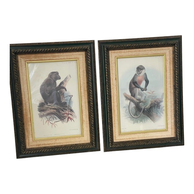 Antique Monkey Macau’s Chromolithographs Smith & Hnarth - a Pair For Sale