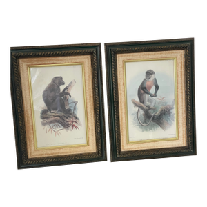 Antique Monkey Macau’s Chromolithographs Smith & Hnarth - a Pair
