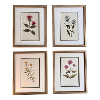 Vintage Botanical Print Set of 4 - Authentic 1953 Prints For Sale