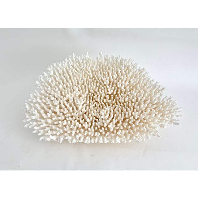 This exceptional natural bright white Table coral is unusually large in size and has a cut and polished base to allow for...