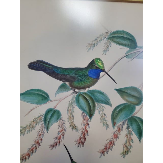 Antique Framed Hummingbird Prints, Porphyry-Tailed Mango, Villavicencio’s Sabre-Wing Original Pl. 47 & 81, j.gould C1855 For Sale In Washington DC - Image 6 of 10