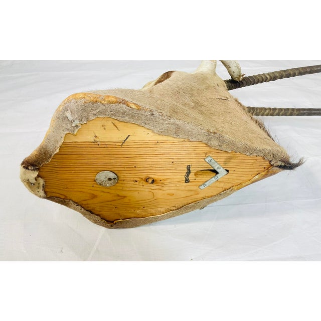 Vintage Mounted Antelope Taxidermy Wall Mount With Long Horns, Estate Find For Sale - Image 12 of 18