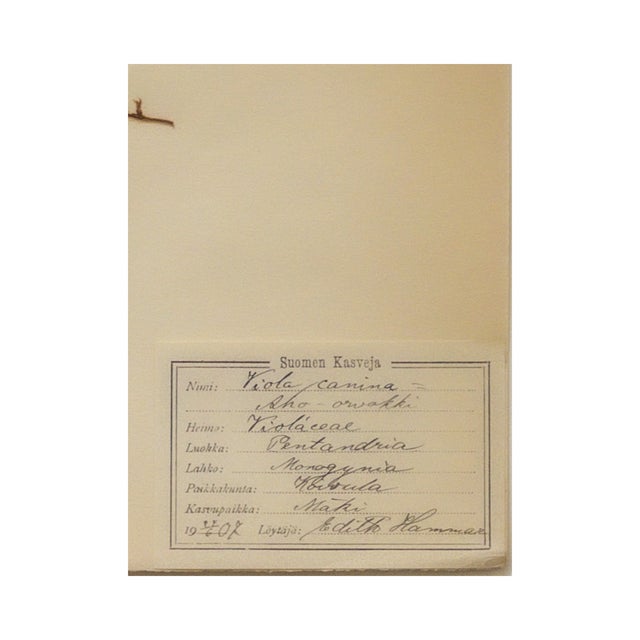 Antique Swedish Herbarium - Viola, Circa 1907 For Sale - Image 4 of 4