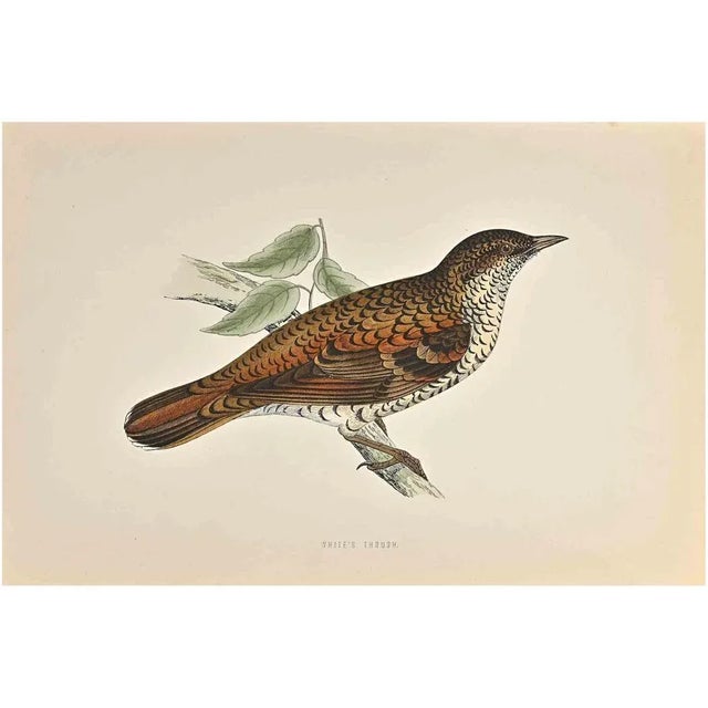 White's Thrush is a modern artwork realized in 1870 by the British artist Alexander Francis Lydon (1836-1917) . Woodcut...
