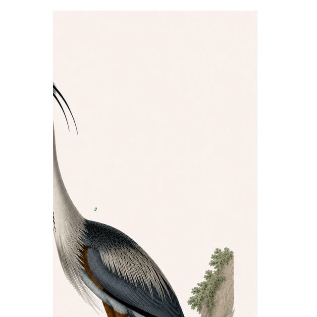 Great Heron & Marsh Birds, Vintage Natural History Art Print Reproduction, 40" X 60" For Sale - Image 4 of 11
