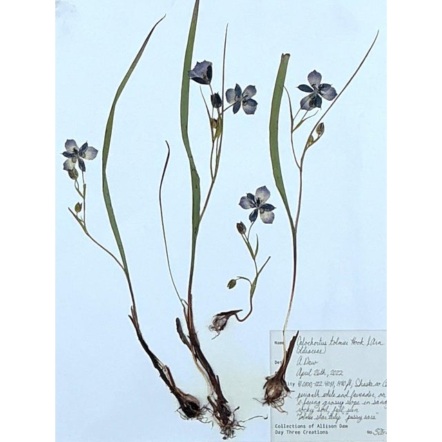 Vintage Botanical Herbarium Prints in Wood Frames - Set of 4 For Sale - Image 10 of 13